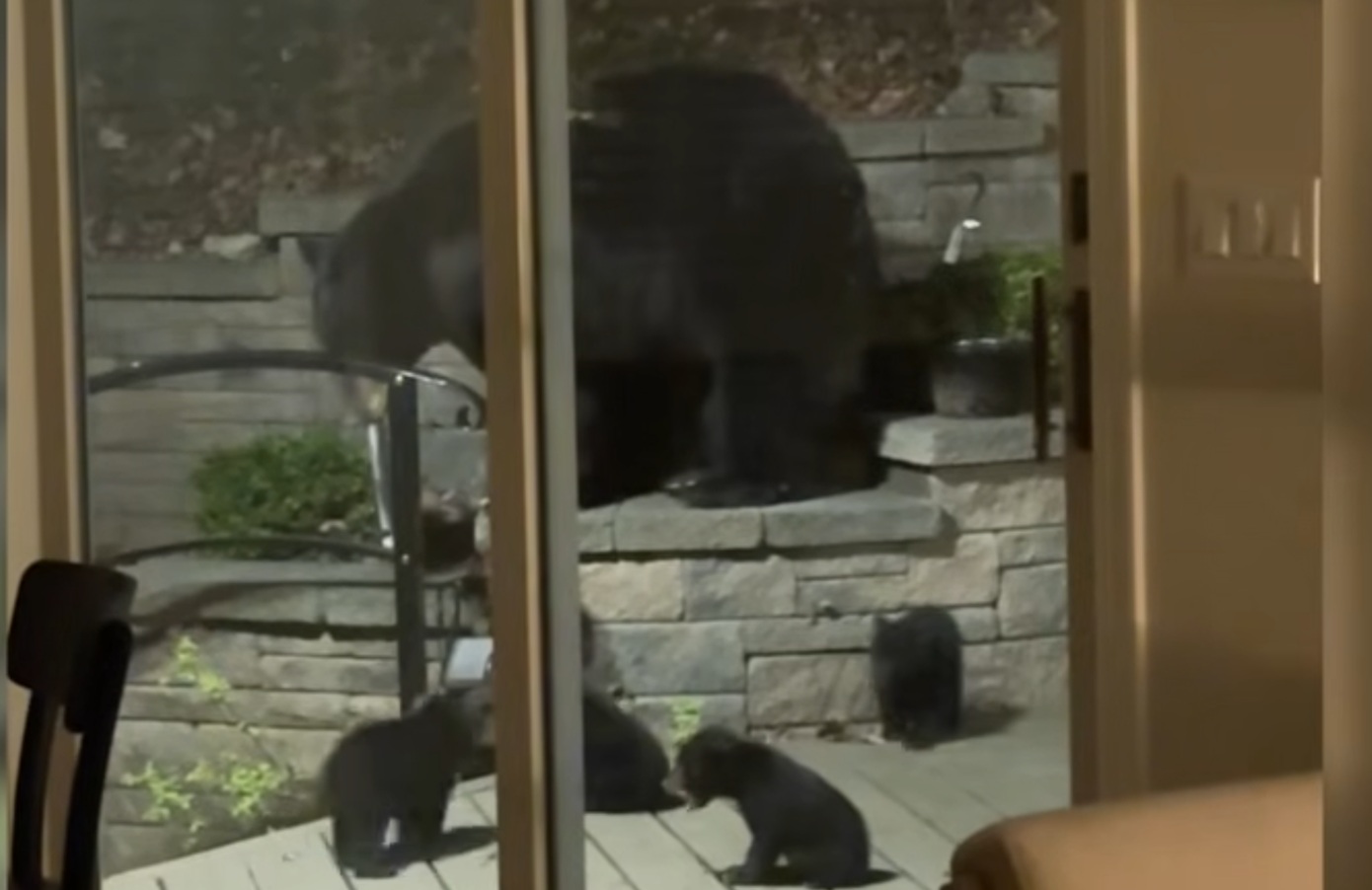 Αρκούδα με τέσσερα μικρά έκαναν «φωλιά» κάτω από σπίτι στο Νιου Τζέρσεϊ