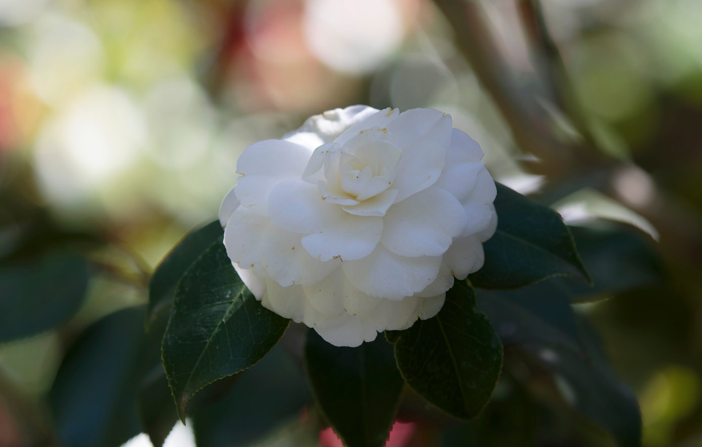 Καμέλια στο σπίτι: Οδηγός φροντίδας για το πιο κομψό φυτό που θα αναβαθμίσει τον χώρο σας
