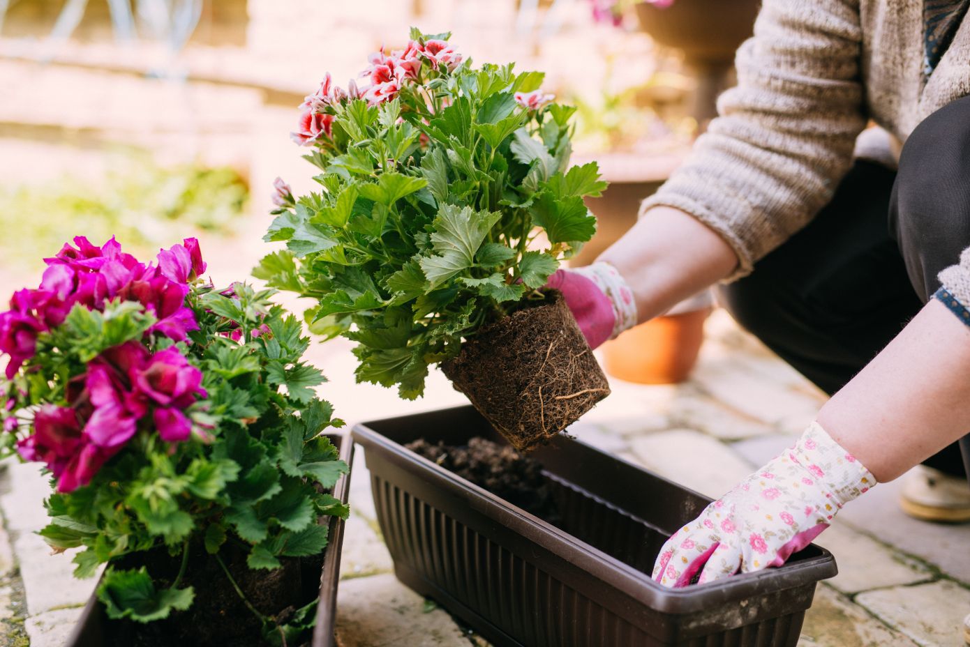 Ποιό λάθος κάνουμε όταν αλλάζουμε γλάστρα και προκαλούμε μεταφυτευτικό σοκ στα λουλούδια μας;