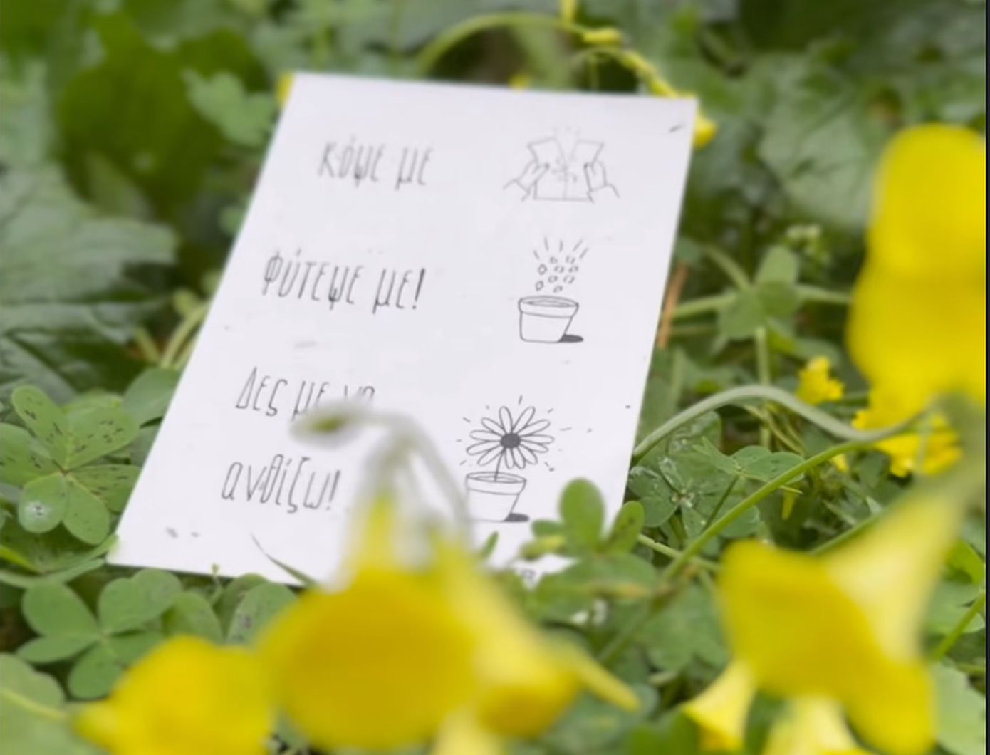 Τι είναι το «χαρτί που φυτρώνει» και πως μπορεί να σώσει τον πλανήτη, την αισθητική και τη συνείδησή μας;