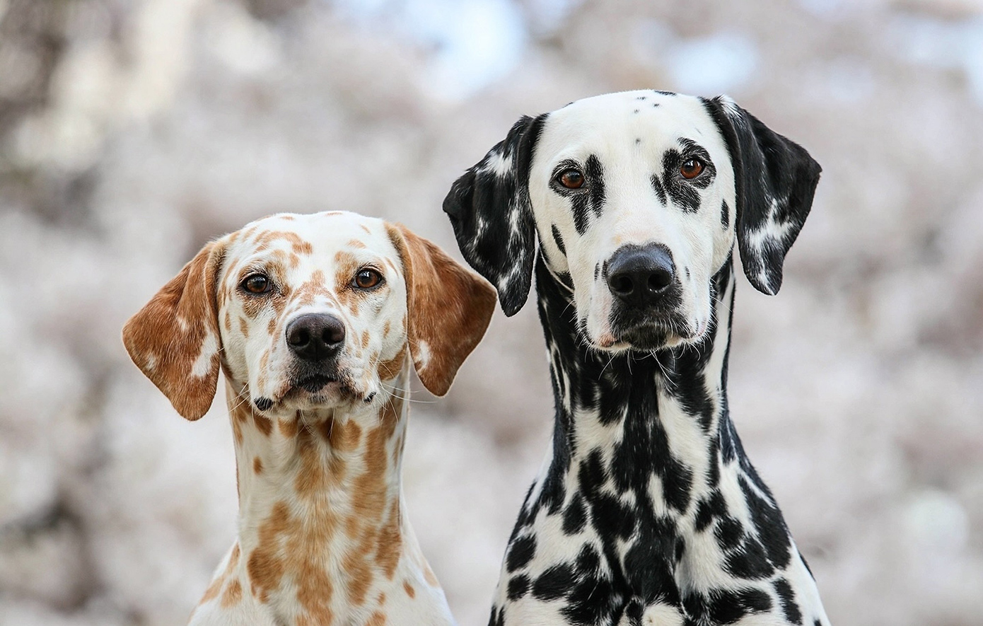 Διανομέας πήδηξε σε καπό supercar όταν τρόμαξε από τα σκυλιά του ιδιοκτήτη &#8211; Η viral απόφαση του δικαστηρίου