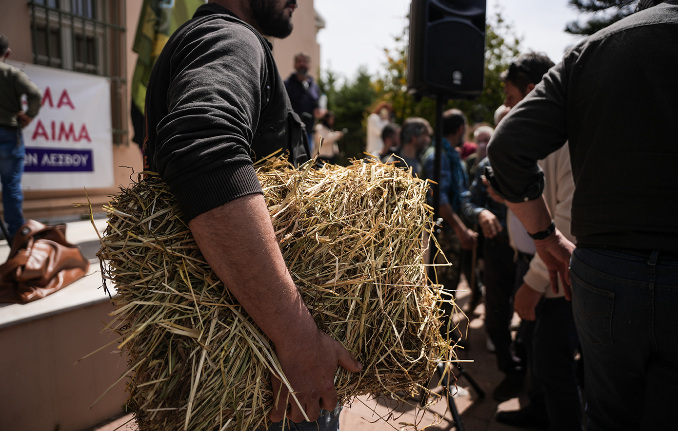Συνολικά 48 τα επιβεβαιωμένα κρούσματα αφθώδους πυρετού στη Λέσβο