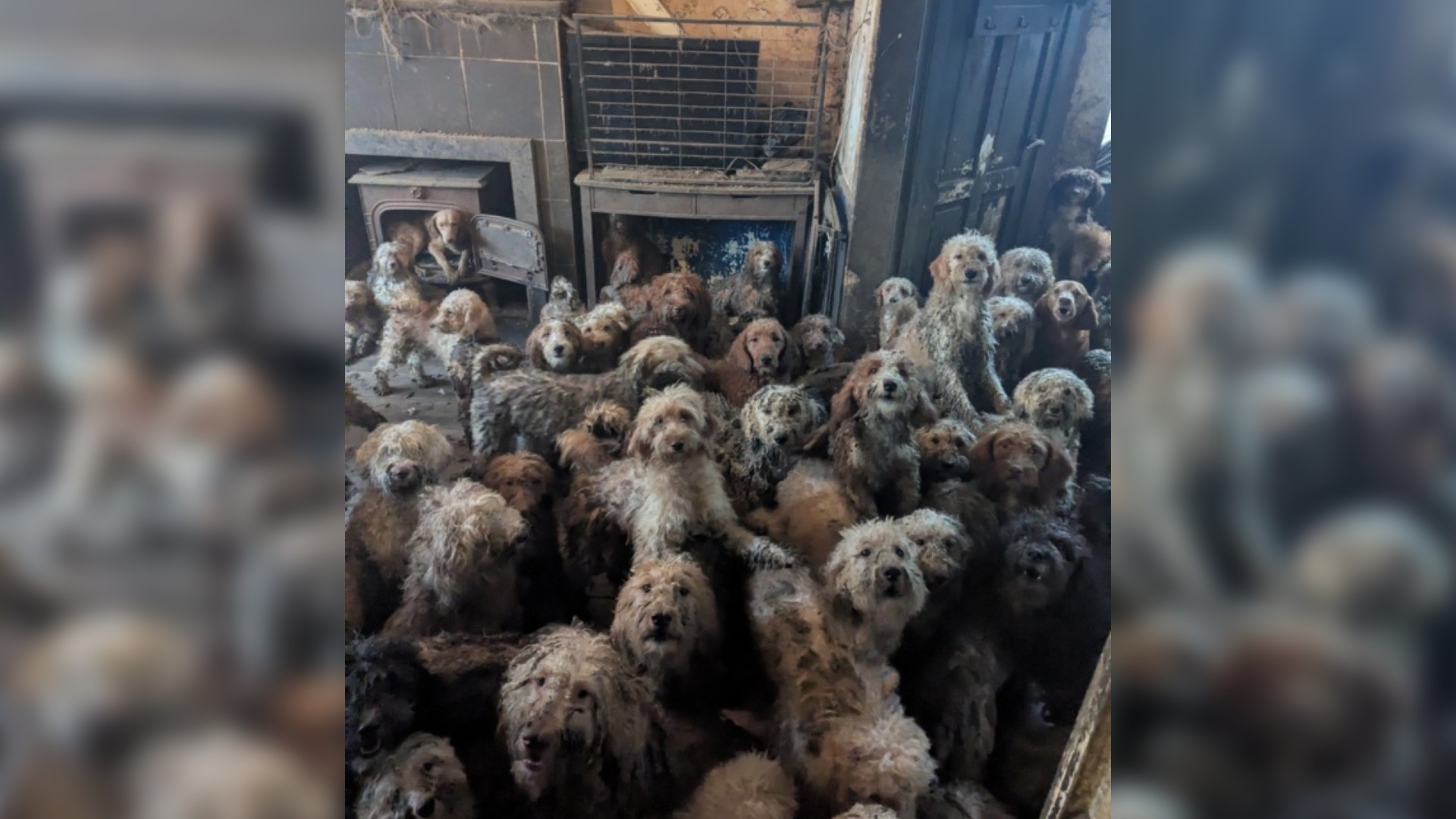 Βρετανία: Η σοκαριστική ανακάλυψη 250 σκύλων που ζούσαν σε άθλιες συνθήκες