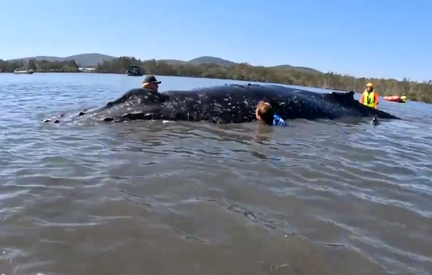 Φάλαινα 12 τόνων παγιδεύτηκε σε αμμώδη ύφαλο στην Αυστραλία για περισσότερες από 24 ώρες &#8211; Δείτε τη συγκινητική επιχείρηση διάσωσης