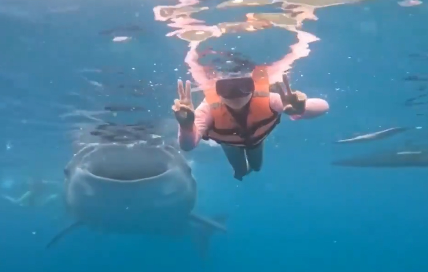 Τεράστιος φαλαινοκαρχαρίας έκανε photobombing σε κολυμβήτρια &#8211; Δείτε το βίντεο