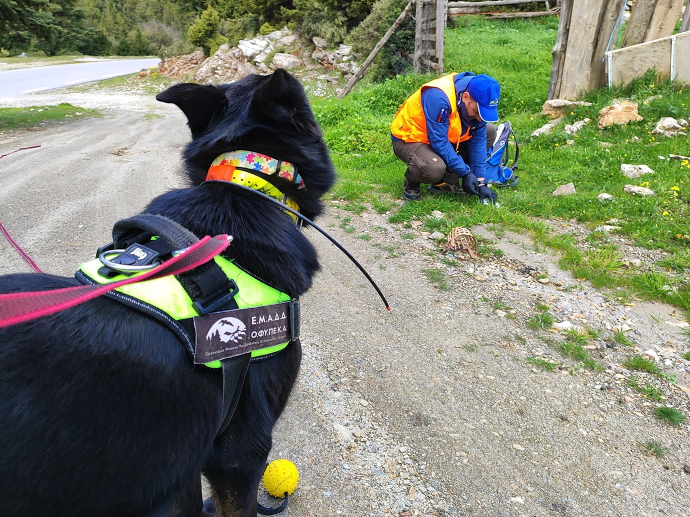 Δηλητηριασμένα δολώματα στον Πάρνωνα