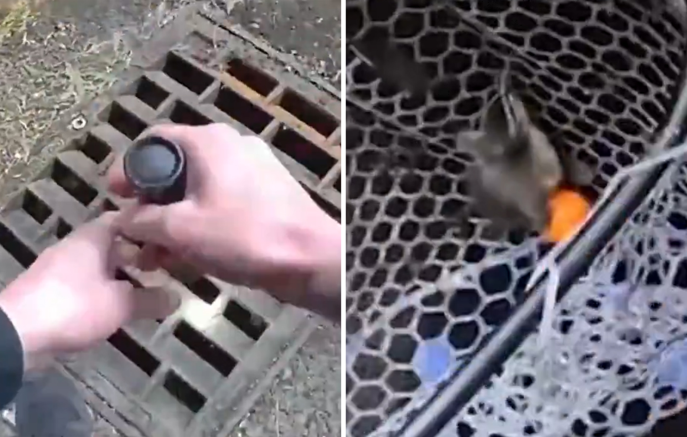 Συγκινητική διάσωση στην Αγγλία: Παπάκια έπεσαν σε φρεάτιο και φώναζαν για βοήθεια &#8211; Δείτε τη στιγμή που επανενώθηκαν με τη μαμά τους