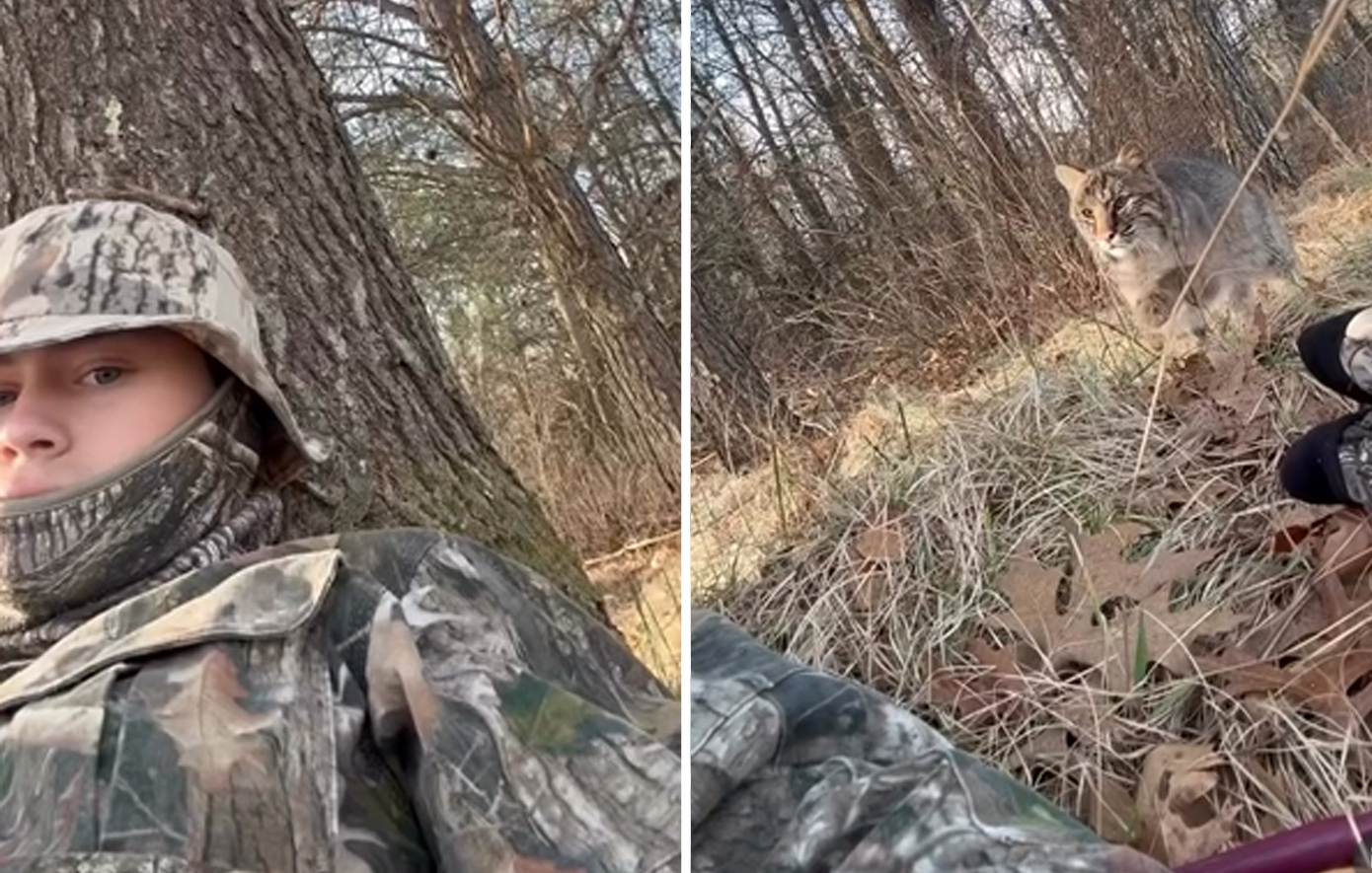 Απίστευτο βίντεο: Ερυθρός λύγκας δάγκωσε κυνηγό που έστησε καρτέρι σε γαλοπούλες