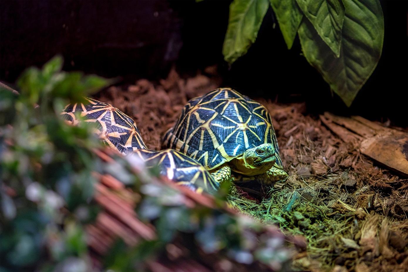 Συνελήφθη στο αεροδρόμιο μεταφέροντας 30 σπάνιες χελώνες κρυμμένες στα ρούχα της