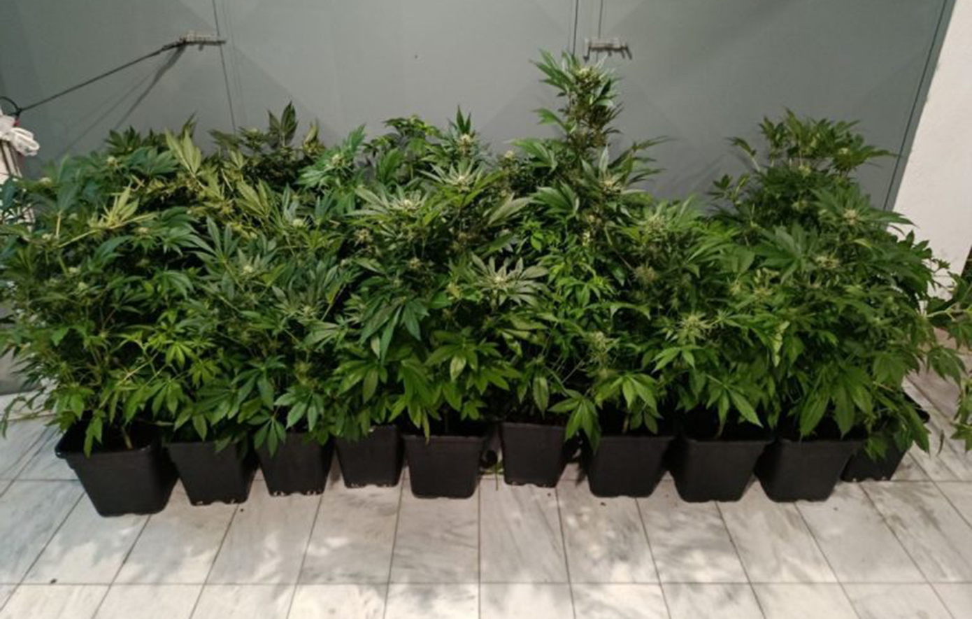 47χρονος είχε στήσει εργαστήριο υδροπονικής καλλιέργειας κάνναβης σε διαμέρισμα στη Θεσσαλονίκη