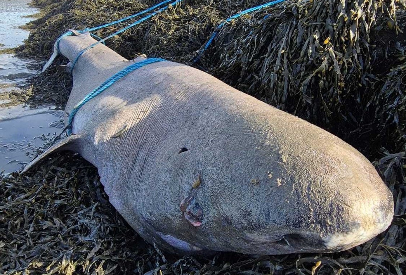 «Πολύ σπάνιος» καρχαρίας που ζει έως 500 χρόνια ξεβράστηκε σε παραλία