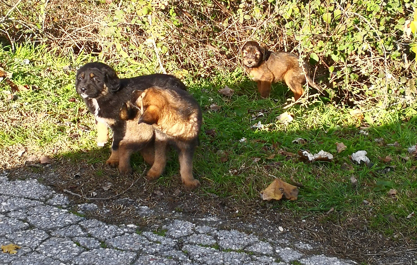 Υπογράφηκε έργο ύψους 3,5 εκατ. ευρώ για το διαδημοτικό καταφύγιο αδέσποτων ζώων στην Καρδίτσα