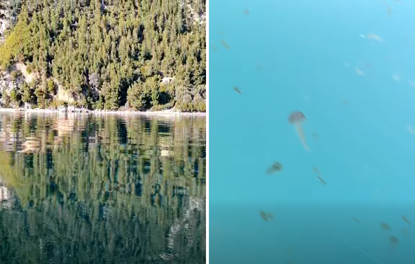 «Πλημμύρισε» από καφέ μέδουσες η Εύβοια &#8211; Η ανησυχητική εικόνα στις θάλασσες &#8211; Δείτε βίντεο