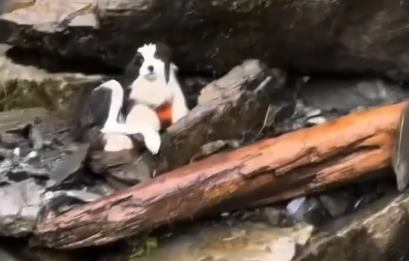 Το θαύμα της ζωής στη Νέα Ζηλανδία &#8211; Σκυλίτσα επέζησε μέσα στην άγρια φύση όταν η ιδιοκτήτρια της τραυματίστηκε