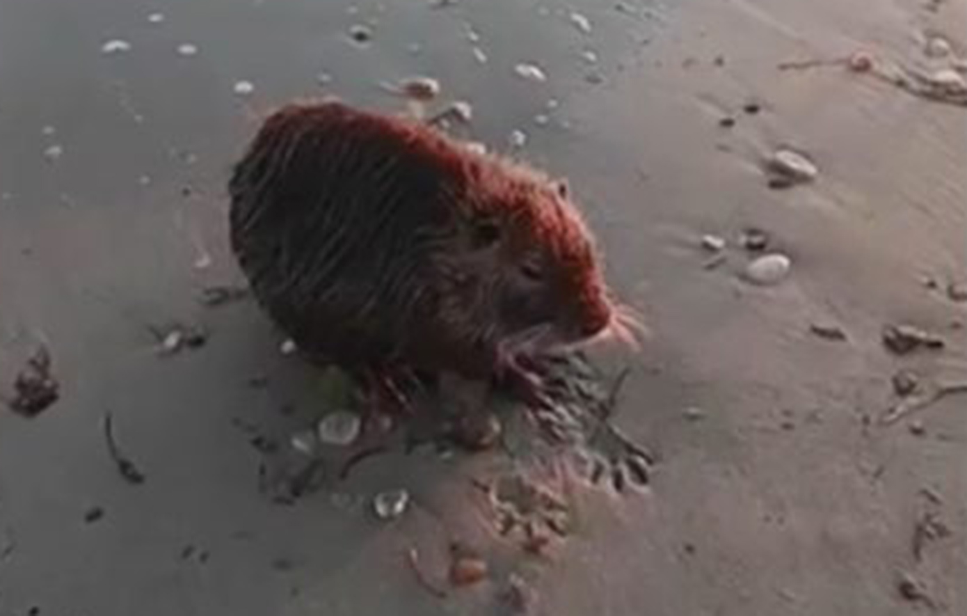 Μυοκάστορας βρέθηκε εξαντλημένος και φοβισμένος στην Επανομή Θεσσαλονίκης