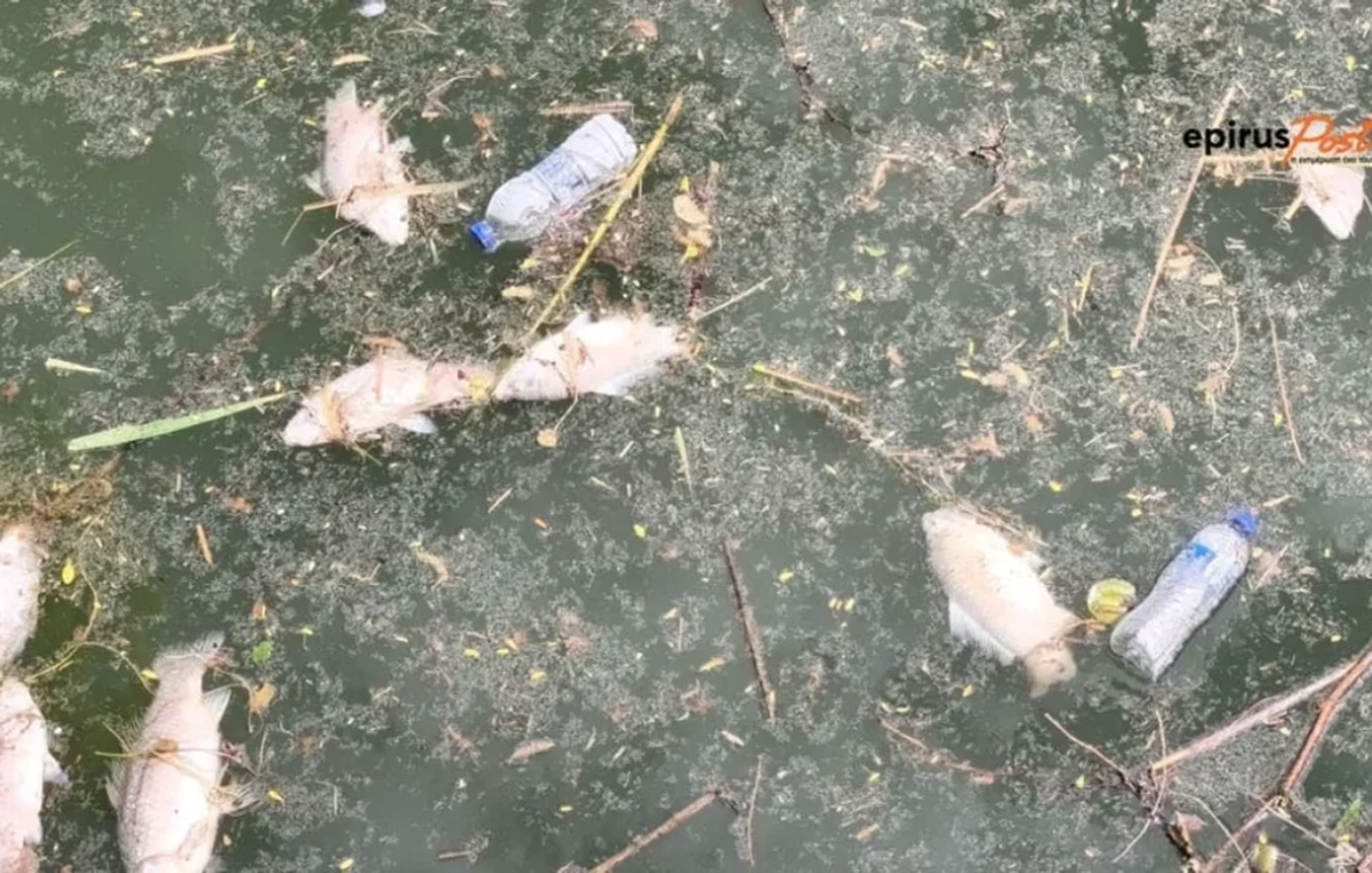 Ο δήμος Ιωαννιτών απαντά για τα νεκρά ψάρια: «Δεν είναι δική μας αρμοδιότητα»