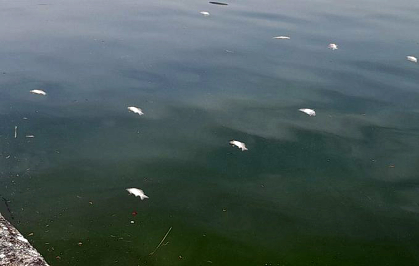 Ανησυχία για τα νεκρά ψάρια στη λίμνη Παμβώτιδα