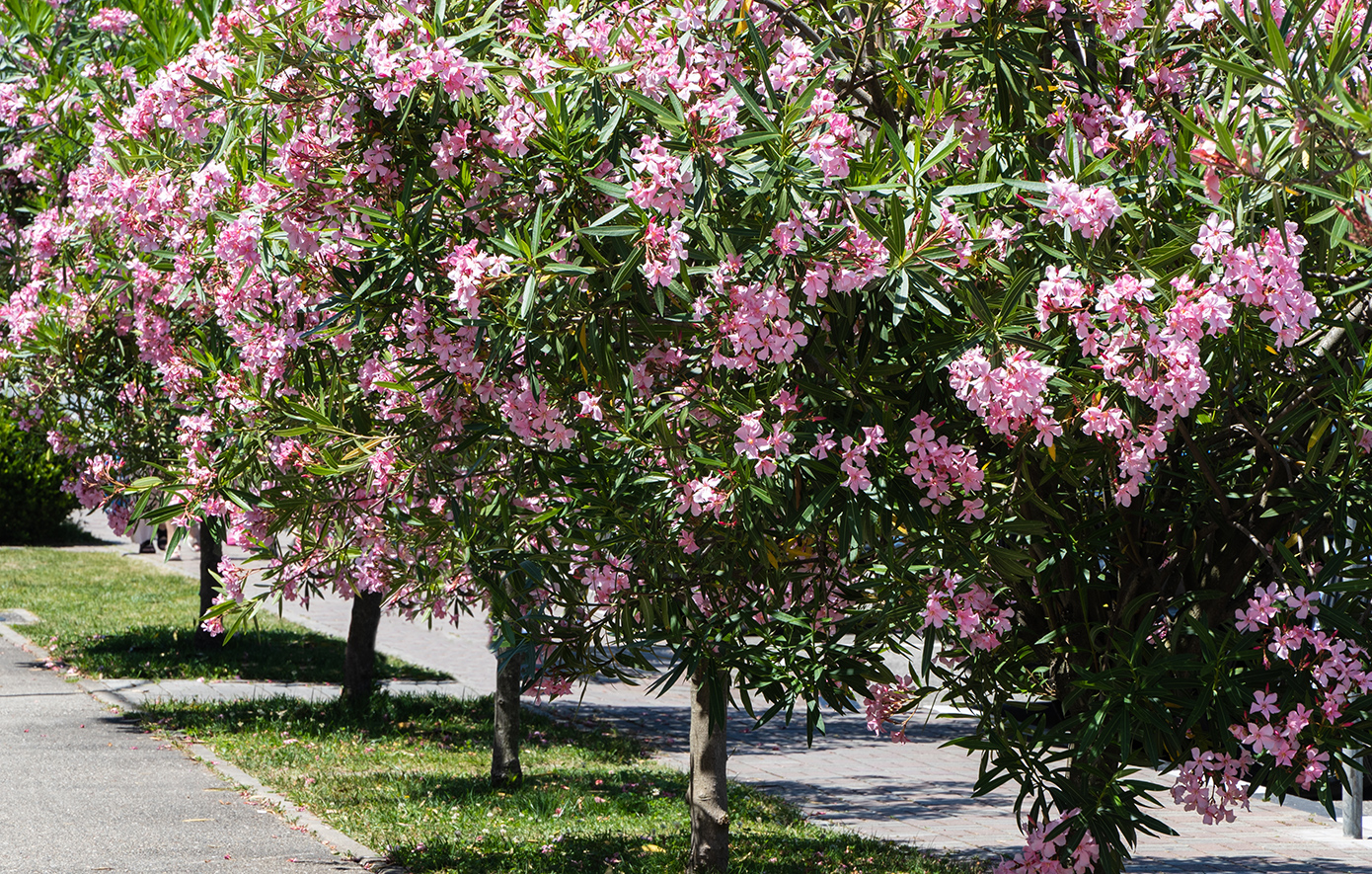 «Πόλεμος» για το ξήλωμα της πικροδάφνης από τα σχολεία &#8211; Τι συμβαίνει