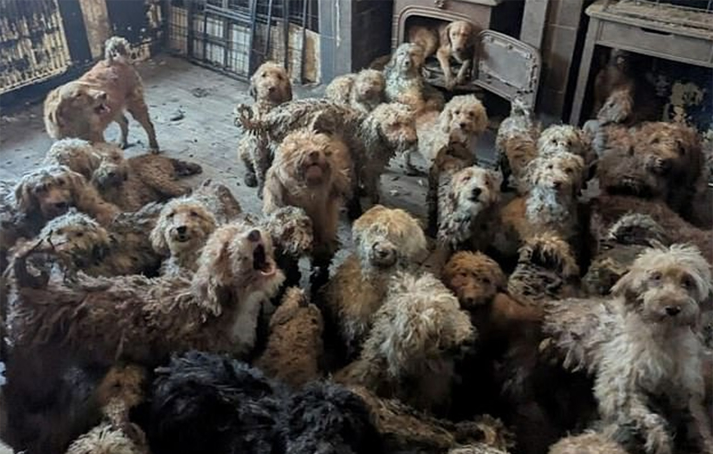 Σπίτι-κολαστήριο με 250 κανίς να ζουν το ένα πάνω στο άλλο, σε άθλιες συνθήκες &#8211; Η σοκαριστική εικόνα που δεν είναι AI