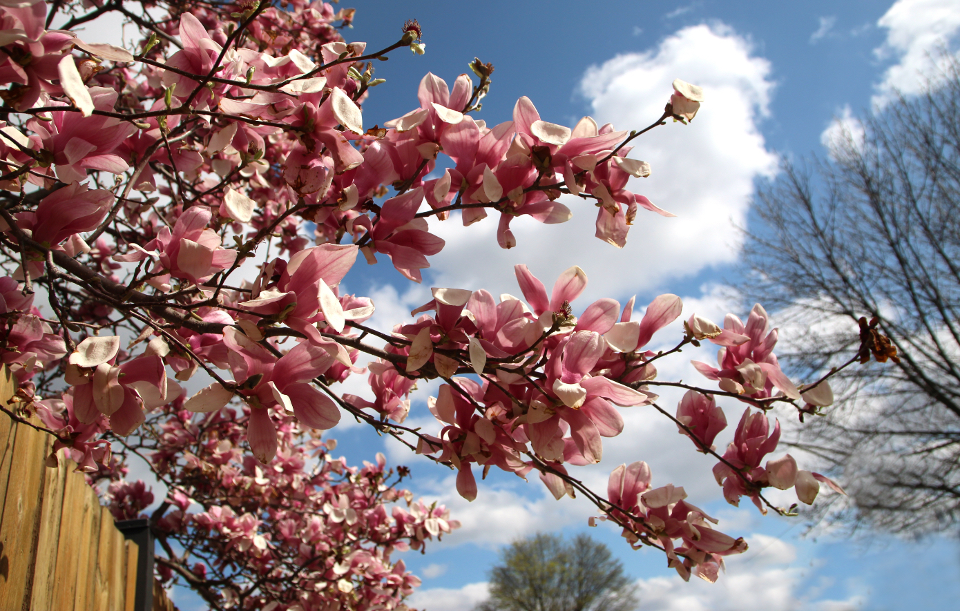 Πώς θα φροντίσετε τα λουλούδια σας τώρα που ανεβαίνει η θερμοκρασία