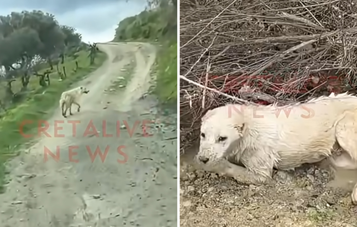 Το συγκινητικό βίντεο από την Κρήτη &#8211; Σκύλος «οδηγεί» έναν άνθρωπο για να σώσει άλλο παγιδευμένο σκυλί