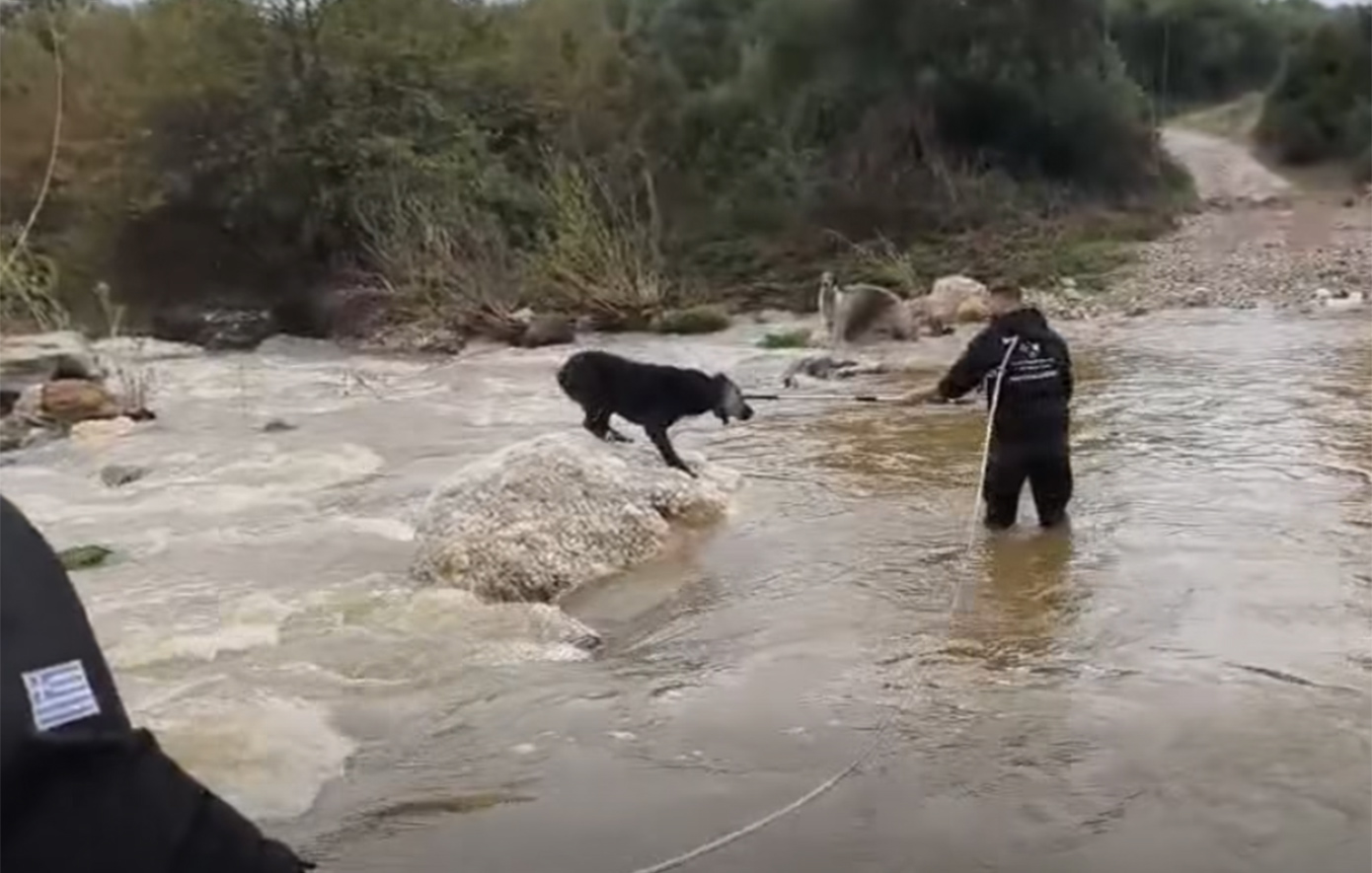 Το συγκλονιστικό βίντεο με τη διάσωση δύο τσομπανόσκυλων από τα ορμητικά νερά στη Χαλκιδική
