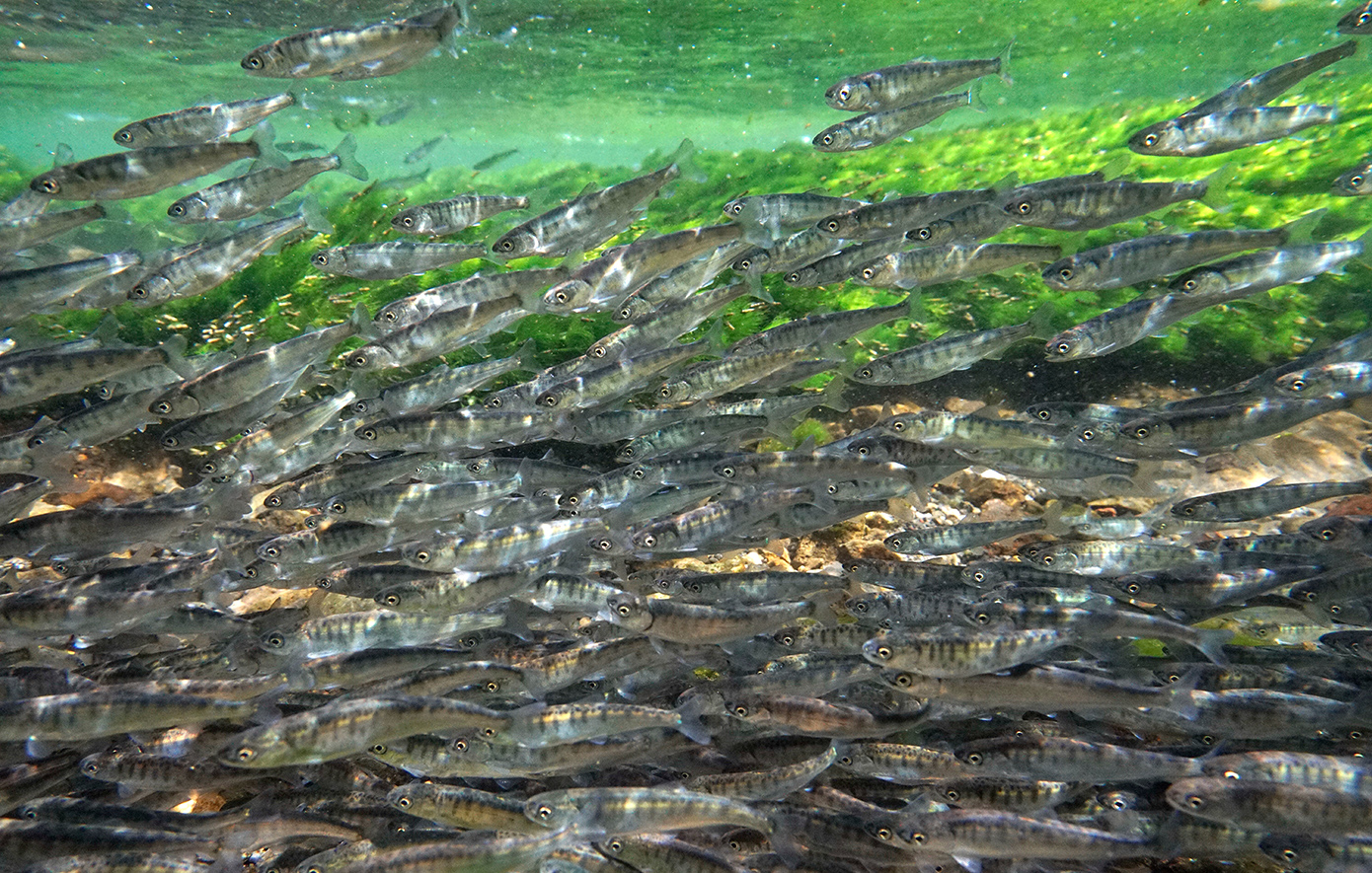 Κοκαΐνη στα νερά μετατρέπει τα ψάρια σε υπερκινητικά
