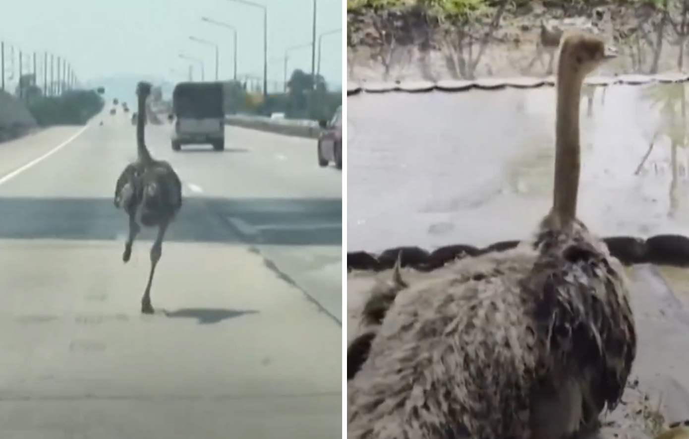 Στρουθοκάμηλος «μαραθωνοδρόμος» κάνει σλάλομ ανάμεσα σε αυτοκίνητα στην Ταϊλάνδη και γίνεται viral