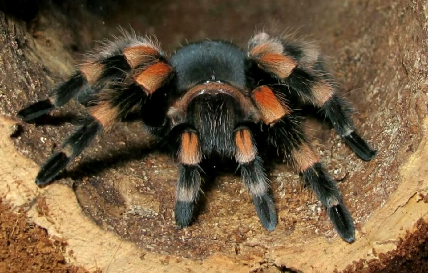 Γυναίκα άφησε πακέτο με είκοσι ταραντούλες σε γερμανικό τρένο και κινητοποίησε τις αρχές για τον εντοπισμό της