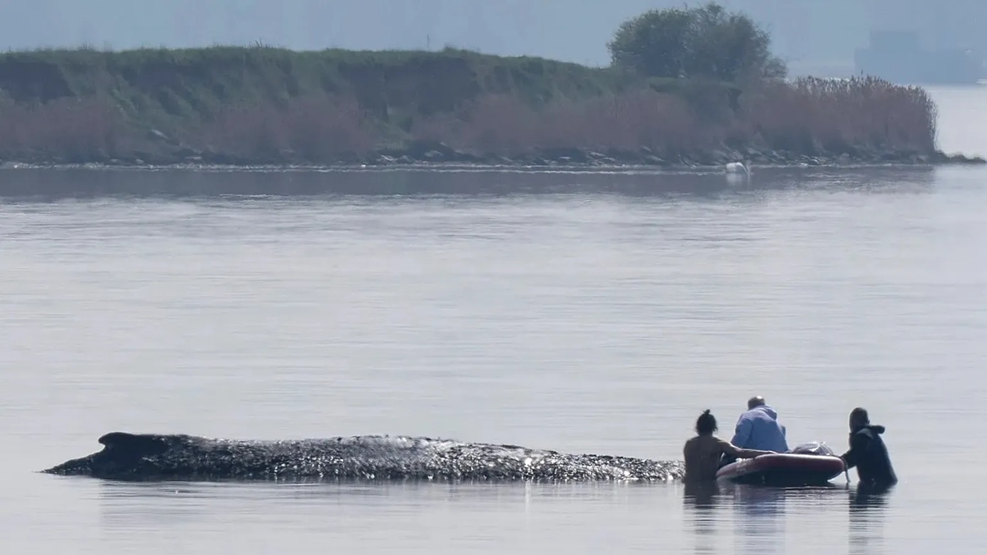 Μάχη για την «Τίμι»: Συνεχίζονται οι προσπάθειες διάσωσης της φάλαινας που εξόκειλε στη Βαλτική