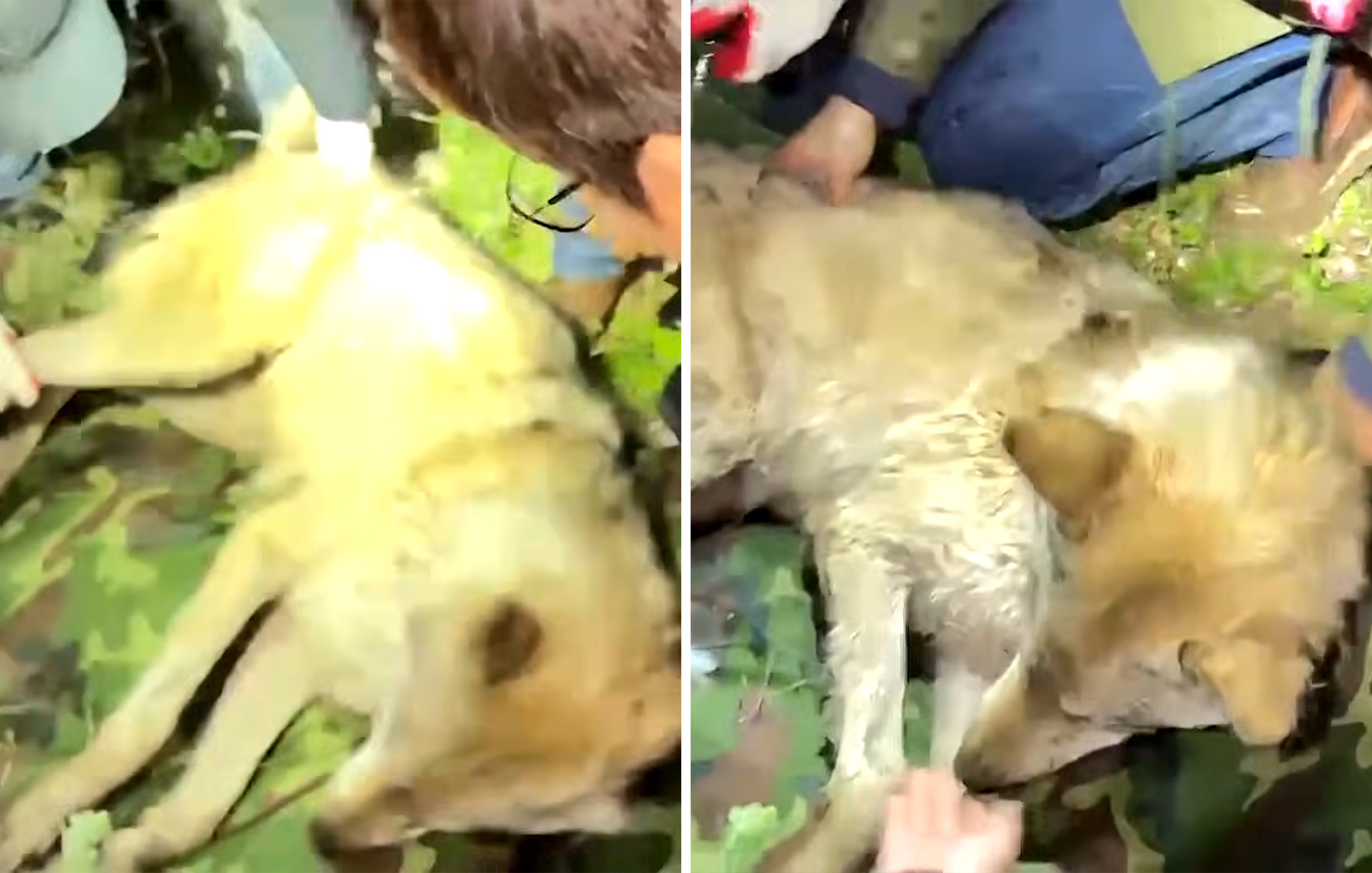 Λύκος υπό εξαφάνιση είχε δραπετεύσει από ζωολογικό κήπο στη Νότια Κορέα: Τον έπιασαν ξανά έπειτα από 9 ημέρες αναζήτησης