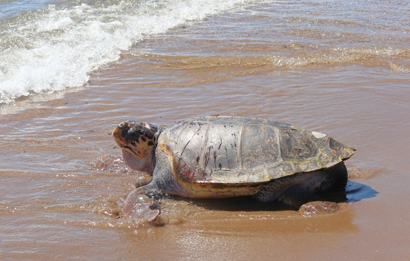 Ο «Έβερεστ» επέστρεψε ξανά στη θάλασσα: Η συγκινητική ιστορία της θαλάσσιας χελώνας των 105 κιλών που νίκησε τον θάνατο