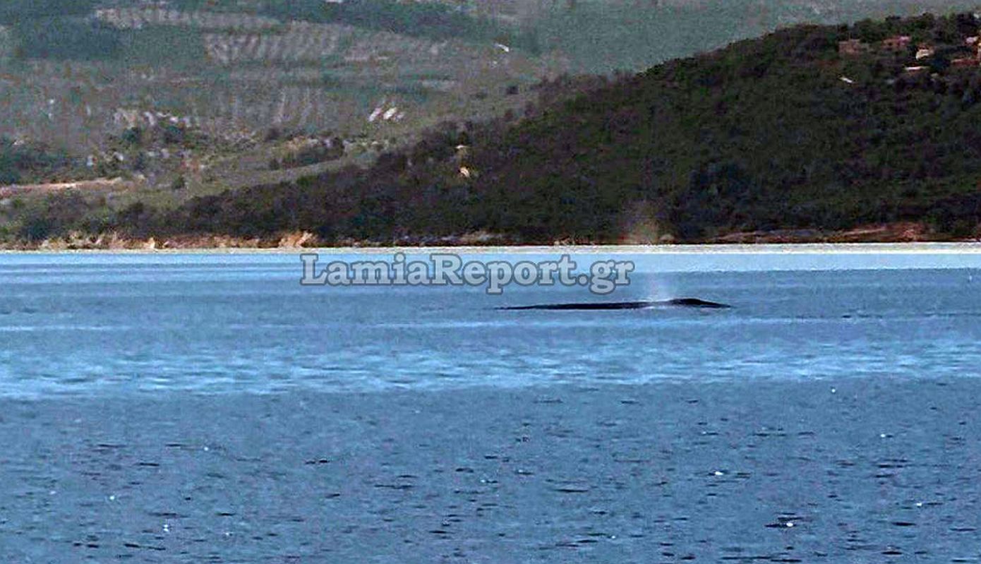 Φάλαινα φυσητήρας εμφανίστηκε ανοιχτά του Θεολόγου στον Βόρειο Ευβοϊκό