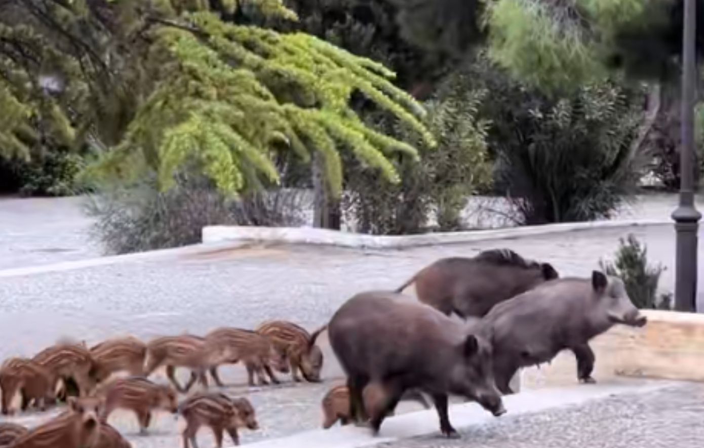 Αγριογούρουνα πήγαν οικογενειακώς απρόσκλητα σε γάμο στους Θρακομακεδόνες &#8211; Δείτε βίντεο