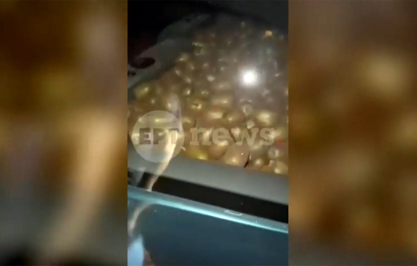 Βίντεο ντοκουμέντο: Αγρότες έπιασαν στα πράσα τους κλέφτες να τους παίρνουν τα ακτινίδια