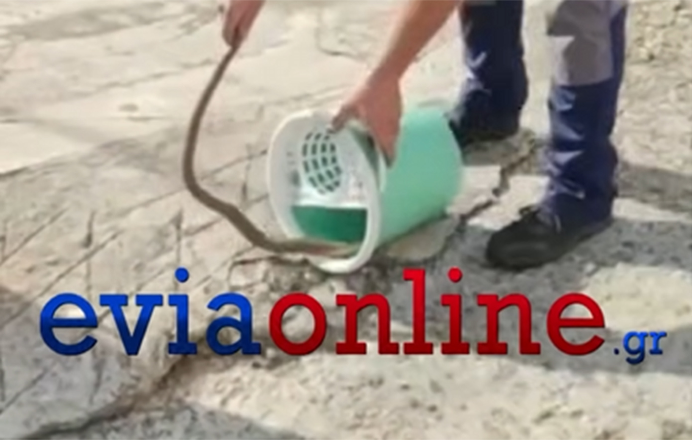 Γυναίκα βρήκε φίδι μέσα στον κουβά του σπιτιού της στην Εύβοια &#8211; Δείτε το βίντεο