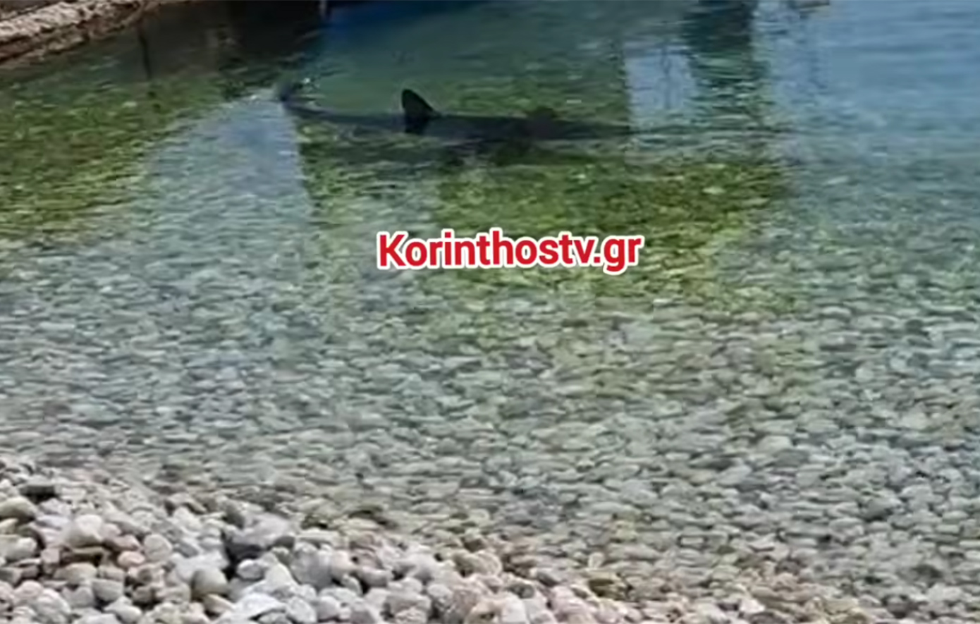 Καρχαρίας στα ρηχά στα Λουτρά Ωραίας Ελένης στην Κόρινθο &#8211; Δείτε βίντεο