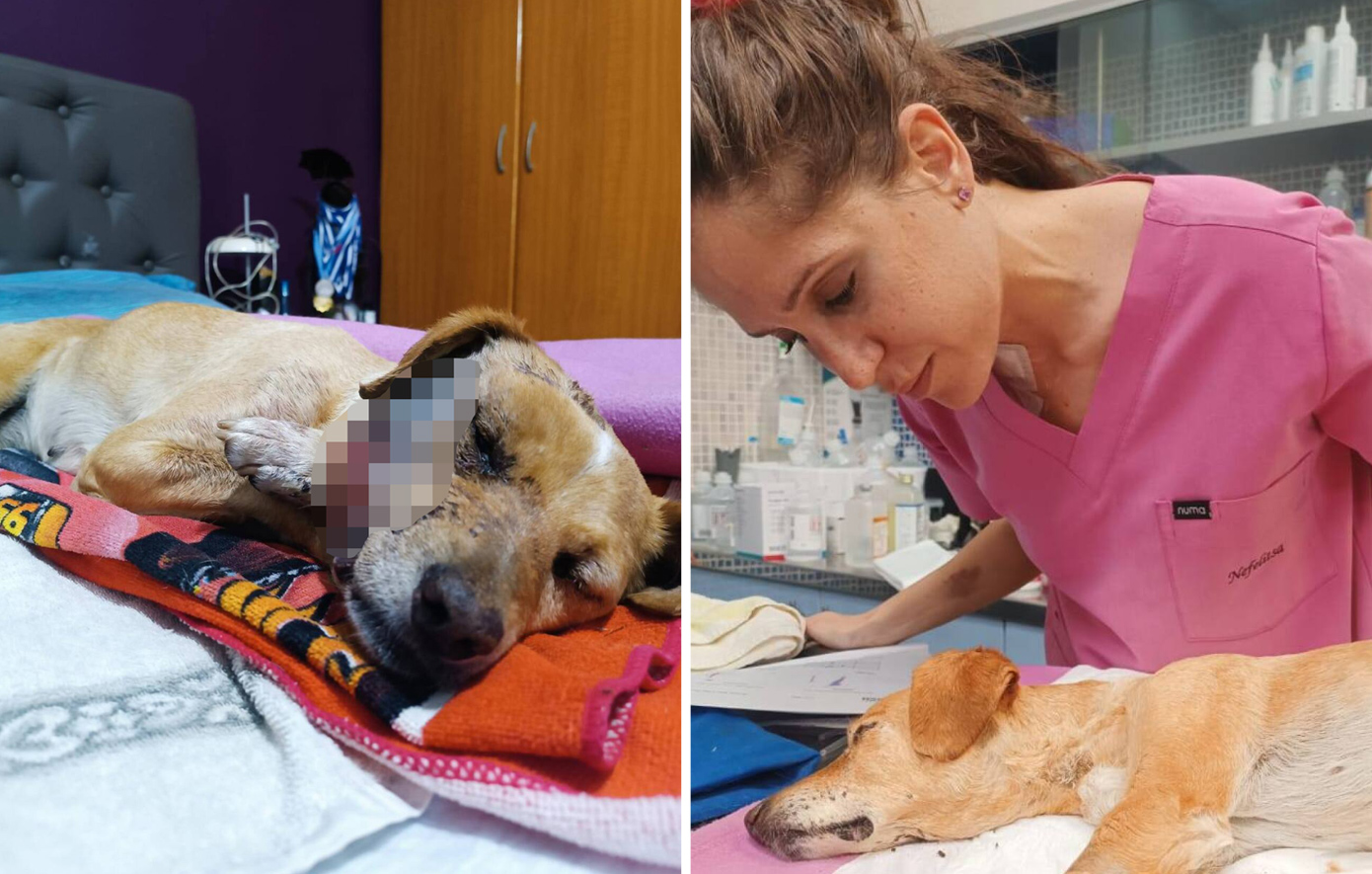 Φρικιαστική κακοποίηση σκύλου στη Σάμο: Η «Μπέμπα» πέθανε με σπασμένο κρανίο, γνάθο και λεκάνη &#8211; «Ηταν δολοφονία»