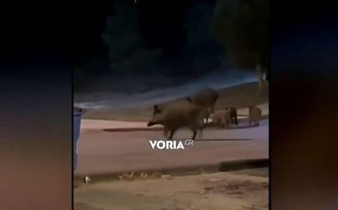 Αγριογούρουνα έκαναν βόλτα δίπλα από πάρκο στο Πανόραμα της Θεσσαλονίκης