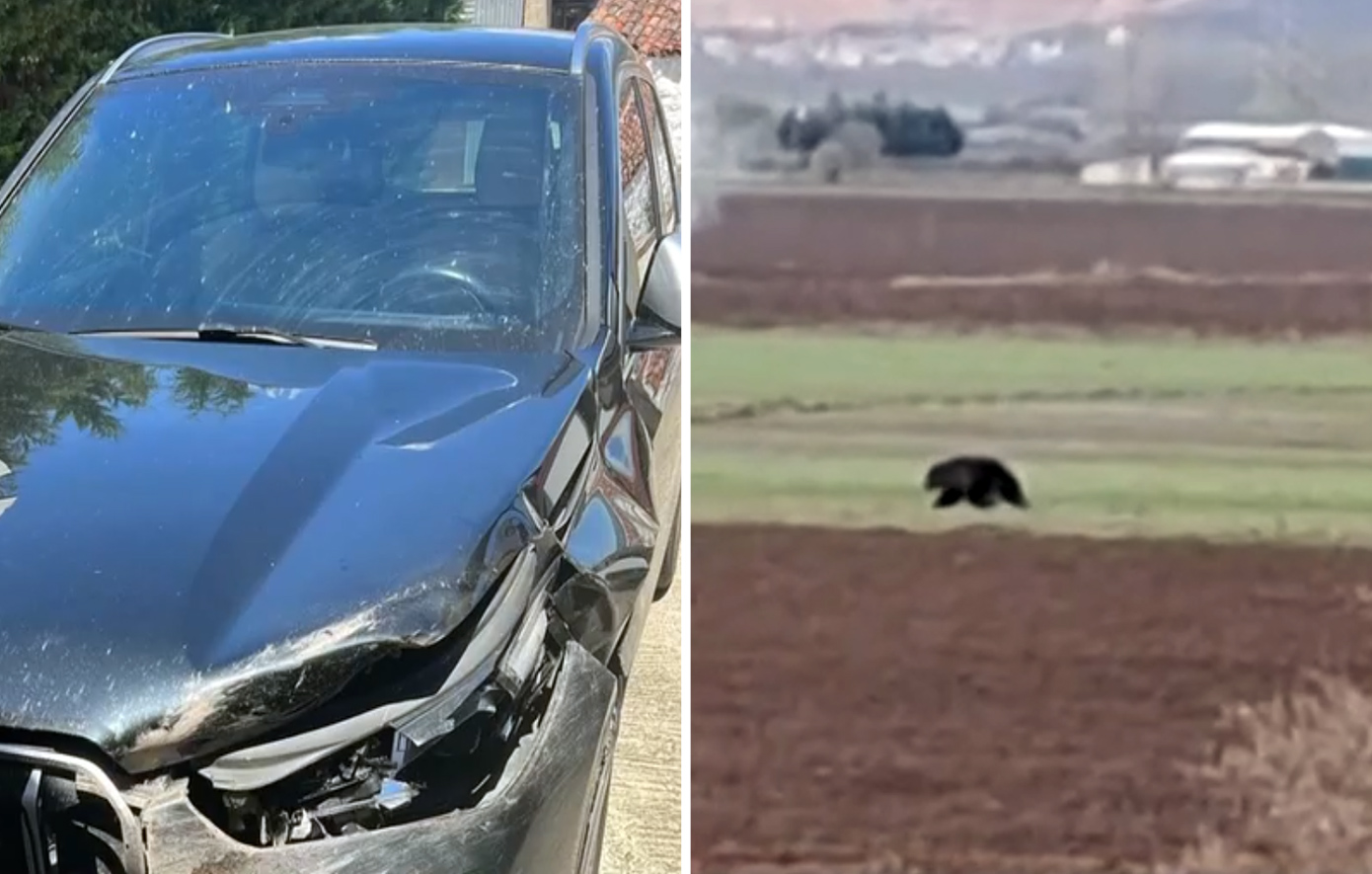 Τροχαίο με πρωταγωνίστρια αρκούδα στα Γρεβενά &#8211; Συγκρούστηκε με ΙΧ στην Εγνατία Οδό, σώος ο οδηγός