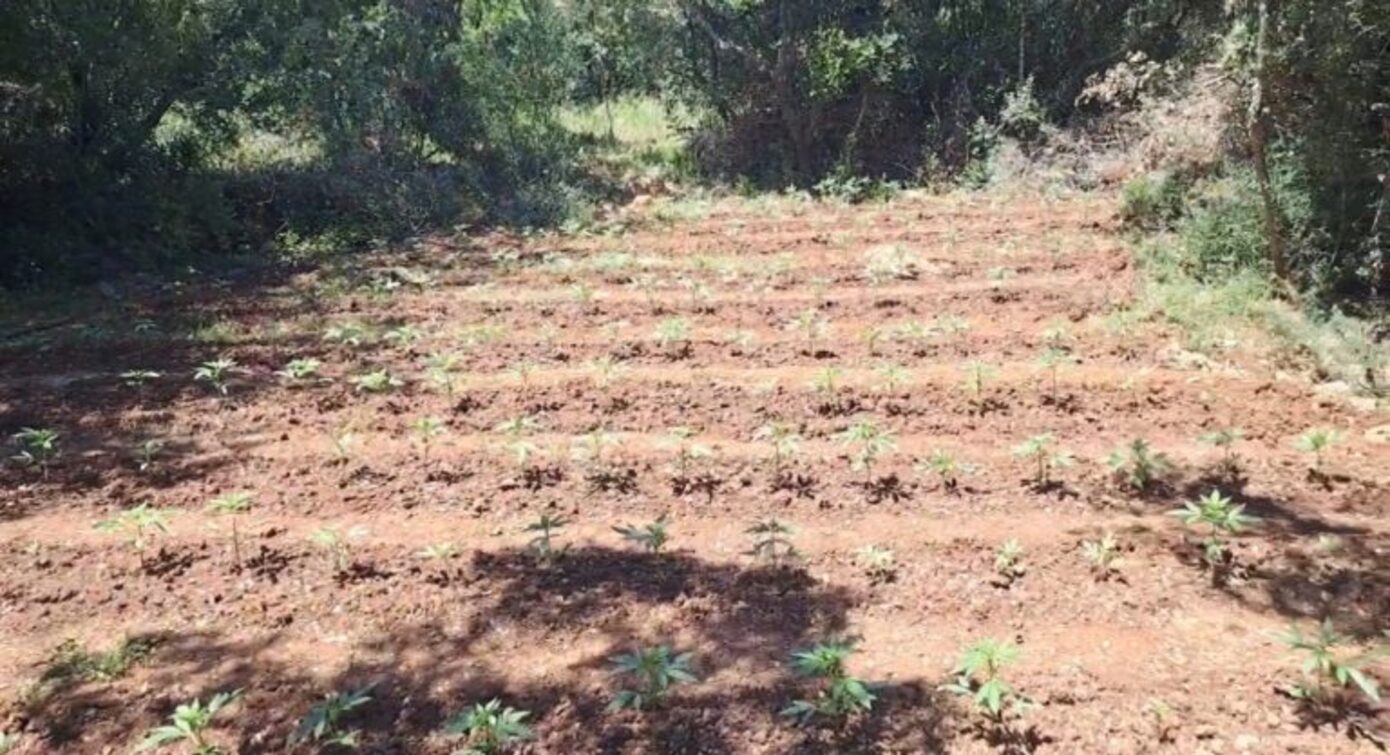Εντοπισμός φυτείας 857 δενδρυλλίων κάνναβης στην Αρκαδία – Έρευνες για τον εντοπισμό των καλλιεργητών