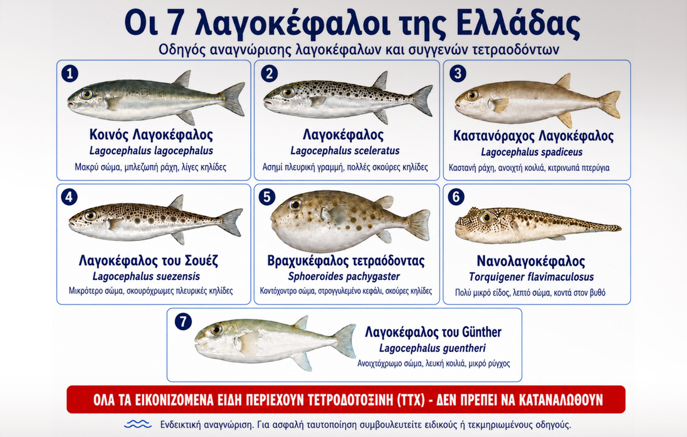 Οι 7 λαγοκέφαλοι της Ελλάδας και το πιο προβληματικό είδος – Οδηγός αναγνώρισης