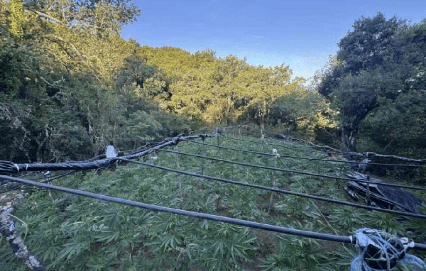 Γιγαντιαία φυτεία με 1.383 δενδρύλλια κάνναβης στα Καμένα Βούρλα: Κέρδη έως 2 εκατομμύρια ευρώ για το κύκλωμα