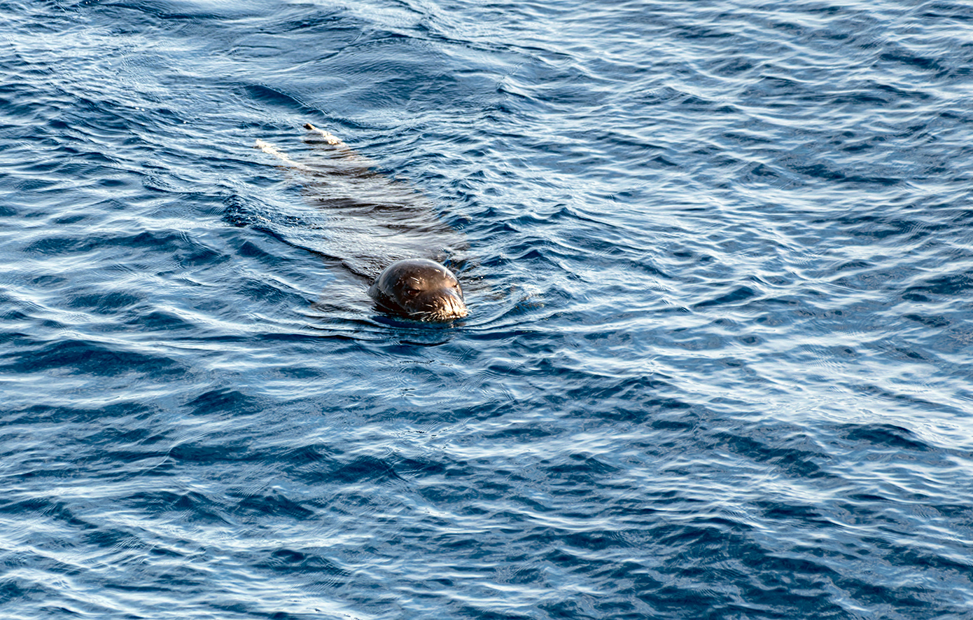 Monachus monachus