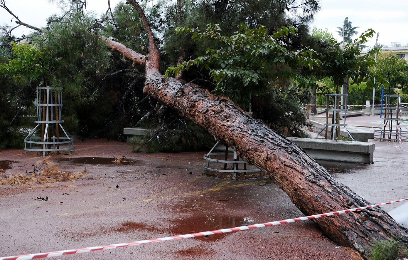 Πτώση δέντρου στο Ίλιον πάνω σε ταξί μετά το μπουρίνι στην Αττική – Πληροφορίες για εγκλωβισμένο άτομο