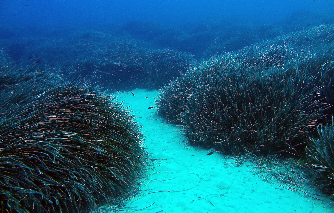 Posidonia Project: Μια νέα εποχή για την προστασία των λιβαδιών Ποσειδωνίας στην Ελλάδα
