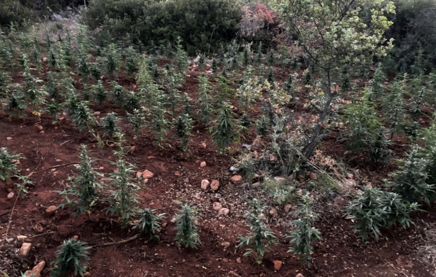 Φυτεία με πάνω από 1.500 δενδρύλλια κάνναβης στη Βοιωτία &#8211; Συνελήφθησαν 8 άτομα