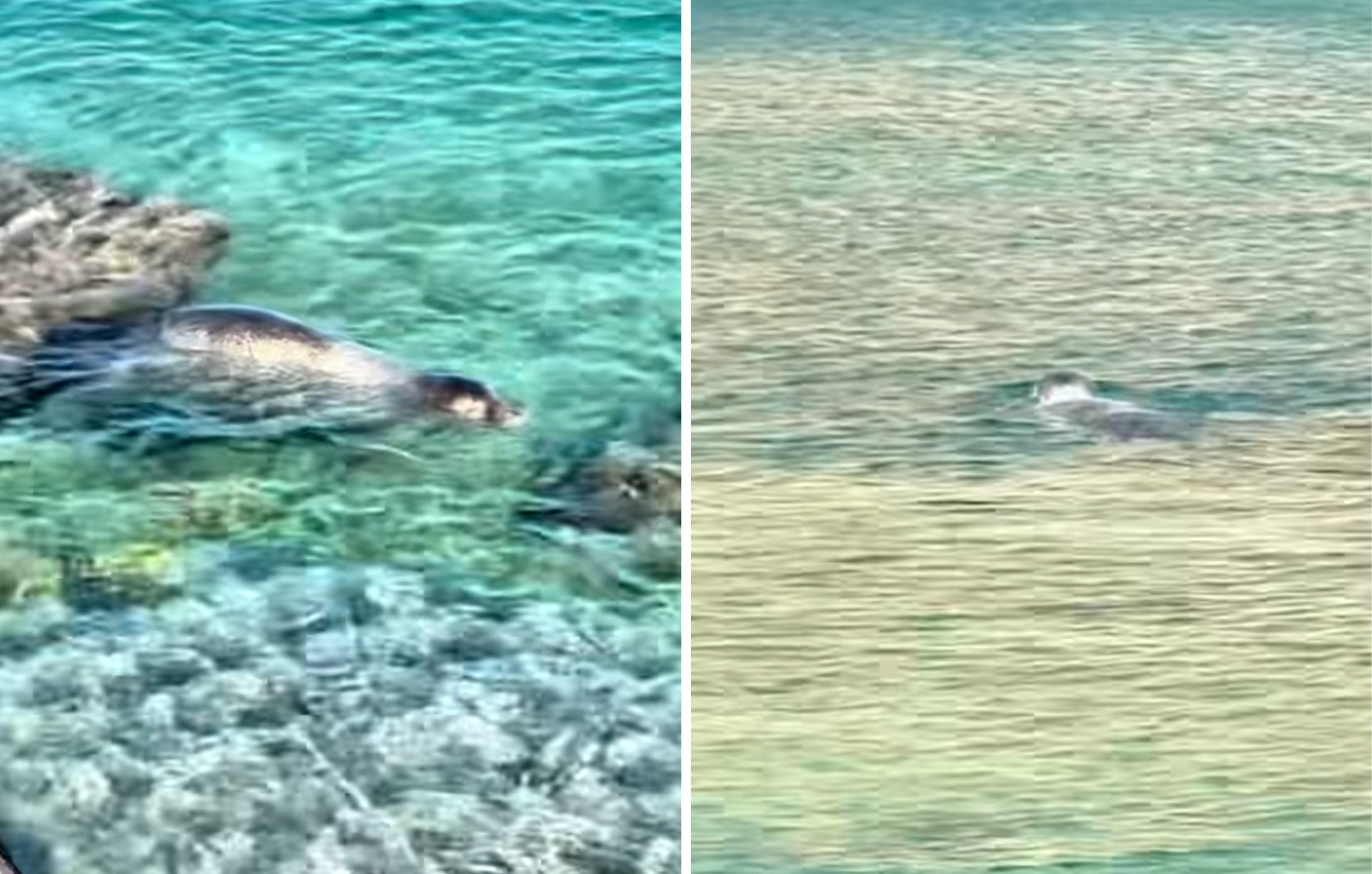 Φώκια έκανε μπάνιο μαζί με λουόμενους στην παραλία Μαραθούντα στη Σύμη &#8211; Δείτε βίντεο