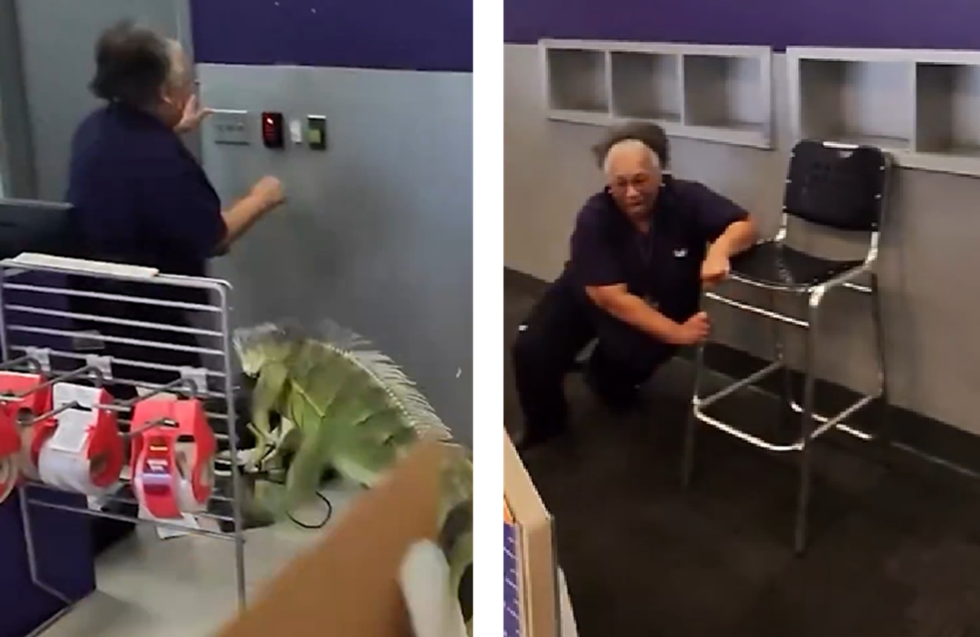 Χάος σε κατάστημα της FedEx: Ιγκουάνα πετάχτηκε από δέμα και σκόρπισε πανικό