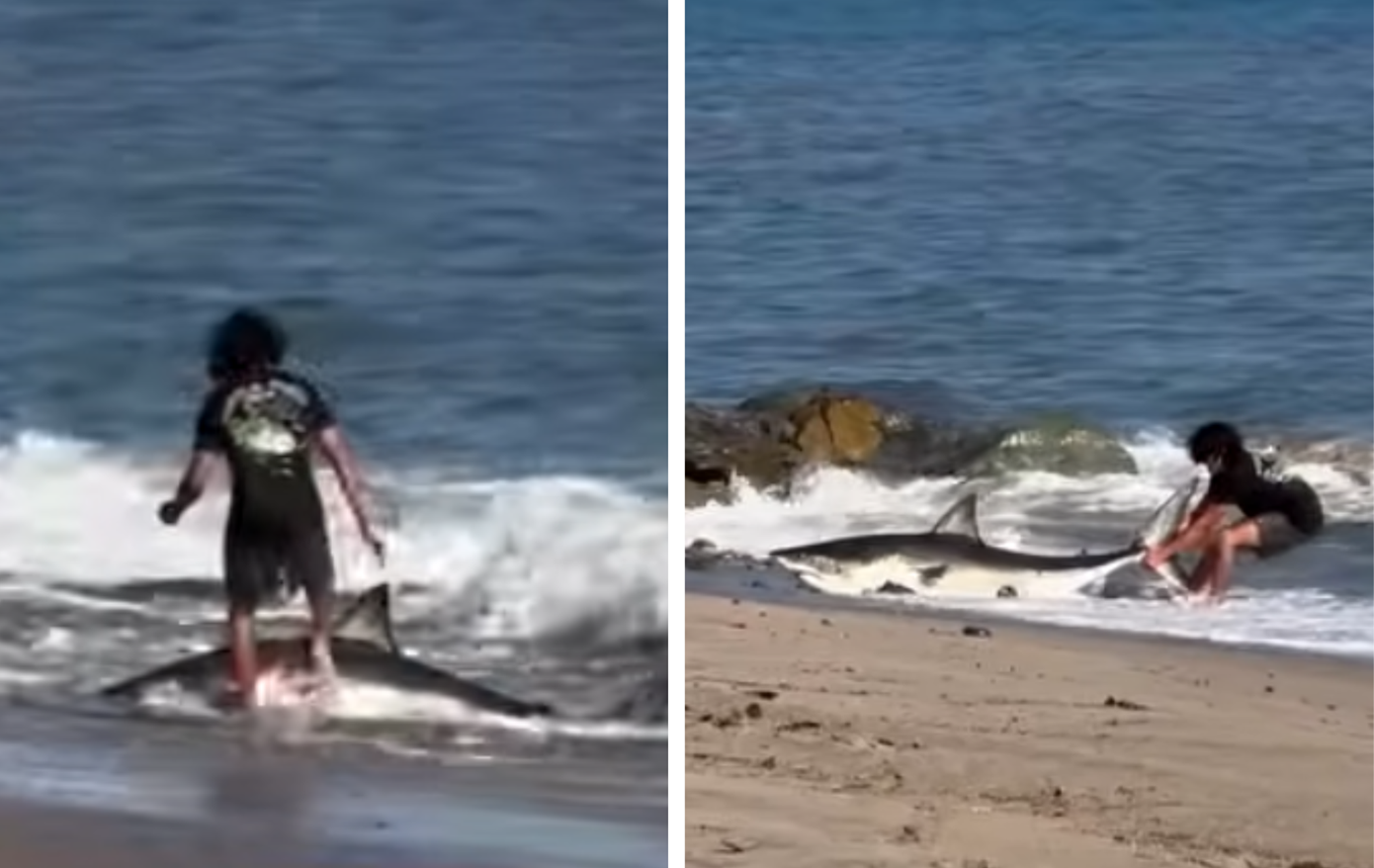 Με αγκίστρι έπιασε λευκό καρχαρία, μεγαλύτερο από αυτόν &#8211; Δείτε βίντεο